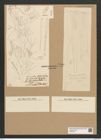 Licmophora flabellata (Carm.) Ag. (de-Toni-Nr.: Genus 86, Species 2953) Zeichnungen Sammlung Grunow Nr. 5965 (NHMW-BOT-W0374441)